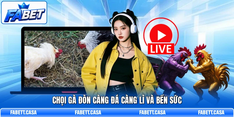 Chọi gà đòn càng đá càng lì và bền sức
